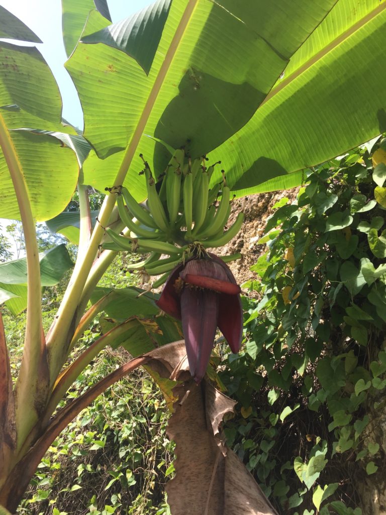 Bananier du jardin